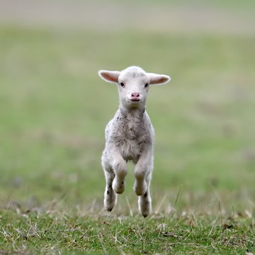 cute lambs on field in spring