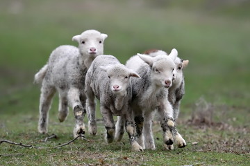 Obraz premium cute lambs on field in spring