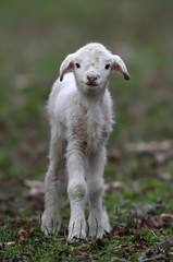Obraz premium cute lambs on field in spring