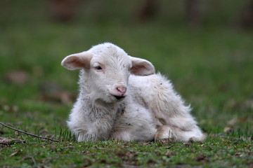 cute lamb on field in spring