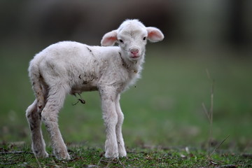 Naklejka premium cute white lamb on field in spring