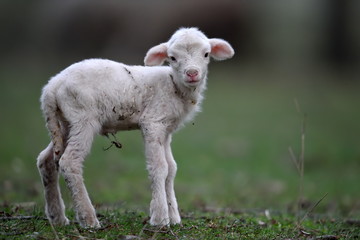 cute white lamb on field in spring