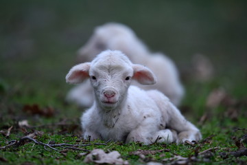 cute lamb on field in spring