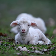 cute lambs on field in spring