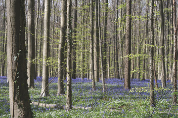 Fototapeta premium forest with bluebells