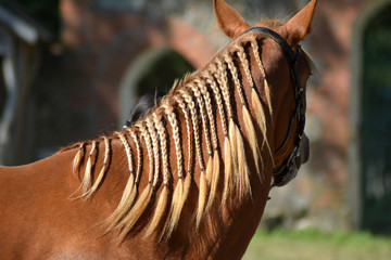 Braided plaited horse mane