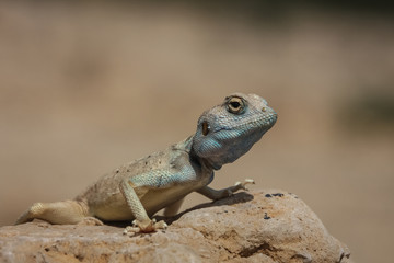 Naklejka na ściany i meble Lizard in Ein Gedi national reserve, Israel
