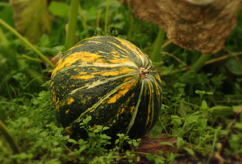 Пятнистая тыква на грядке в каплях дождя.