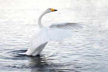 Wall murals Swan Beautiful, gentle, lonely swan floating on the lake in the wild.