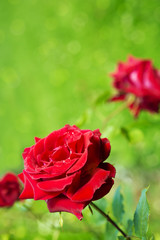 Beautiful red rose in a garden.