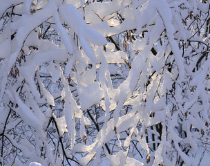 Snowy branches of  trees and sunlight.