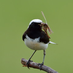 The pied wheatear (Oenanthe pleschanka) in natural habitat