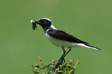 The pied wheatear (Oenanthe pleschanka)