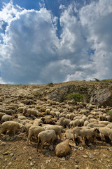 flock of sheep outdoor in summer