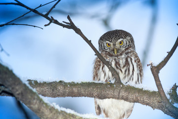 Pygmy Owl (Glaucidium passerinum)