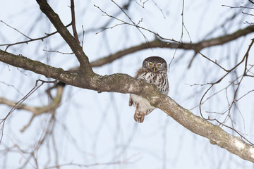 Pygmy Owl (Glaucidium passerinum)
