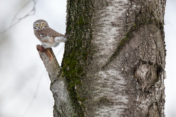 Pygmy Owl (Glaucidium passerinum)