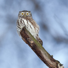 Pygmy Owl (Glaucidium passerinum)