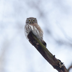 Pygmy Owl (Glaucidium passerinum)
