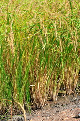 closeup of rice on plantation