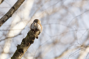 Pygmy Owl (Glaucidium passerinum)