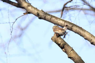 Pygmy Owl (Glaucidium passerinum)