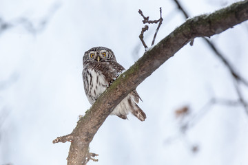 Pygmy Owl (Glaucidium passerinum)