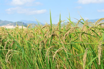 closeup of rice on plantation