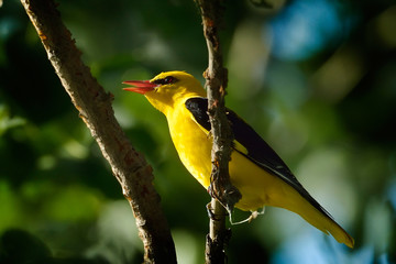 Golden Oriole in natural habitat (Oriolus oriolus)