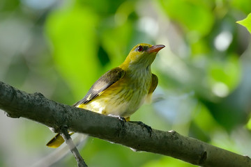 Golden Oriole in natural habitat (Oriolus oriolus)