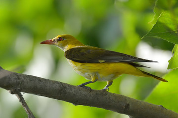 Golden Oriole in natural habitat (Oriolus oriolus)
