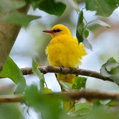 Golden Oriole in natural habitat (Oriolus oriolus)