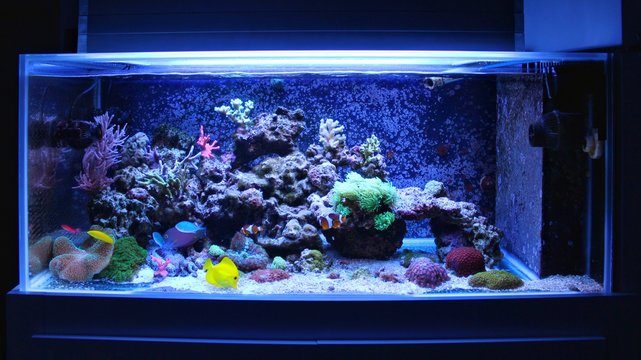 Saltwater marine aquarium