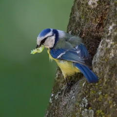 blue tit on branch in spring (parus caeruleus)