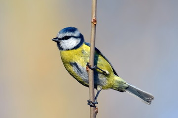 Obraz premium blue tit on branch in winter (parus caeruleus)