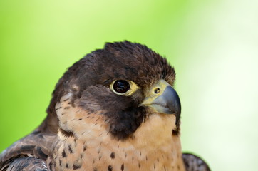 peregrine falcon portrait