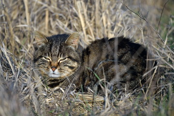 European Wildcat