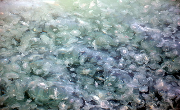 Large accumulation of jellyfish Aurelia in water of Bosphorus, Istanbul, Turkey