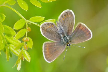 butterfly in natural habitat (plebejus argus)