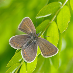 butterfly in natural habitat (plebejus argus)