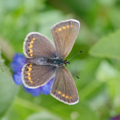 butterfly in natural habitat (plebejus argus)