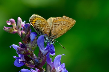 butterfly outdoor (plebejus argus)