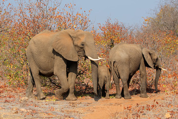 Family of African elephants (Loxodonta africana), Kruger National Park, South Africa.