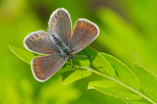 butterfly in natural habitat (plebejus argus)
