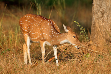 Female spotted deer or chital (Axis axis), Kanha National Park, India.