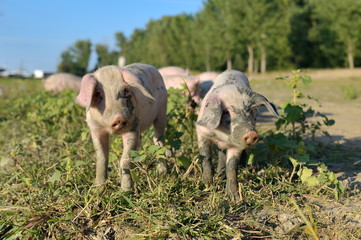 Obraz na płótnie Canvas pigs outdoor