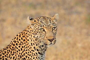 Naklejka premium Portrait of a leopard (Panthera pardus), Sabie-Sand nature reserve, South Africa.