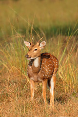 A young male spotted deer or chital (Axis axis), Kanha National Park, India.