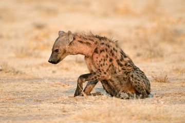 Fototapeta na wymiar Spotted hyena (Crocuta crocuta), Etosha National Park, Namibia.