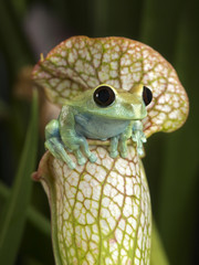 Maroon Eyed Tree Frog on White Pitcher Plant
